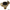 Claw Couplings - Steel